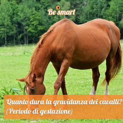 sperma di cavallo|Il periodo di gestazione del cavallo .